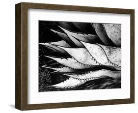 Yucca Spears, Baja, 1968 (gelatin silver print)-Brett Weston-Framed Photographic Print