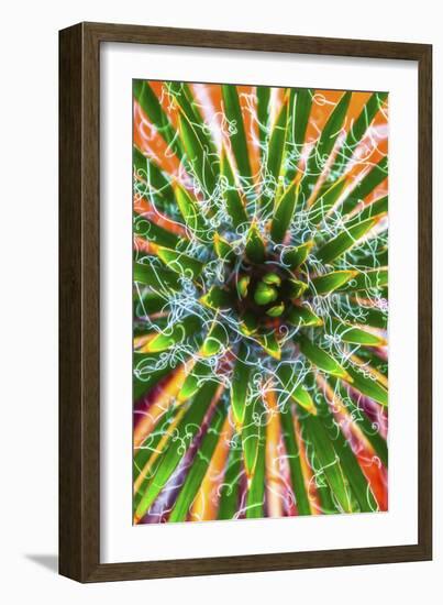 Yucca Sunrise-Darren White Photography-Framed Giclee Print