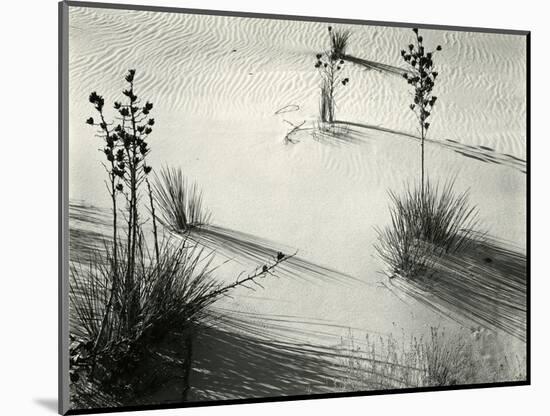Yucca, White Sands, 1946-Brett Weston-Mounted Photographic Print