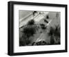 Yucca, White Sands, 1946-Brett Weston-Framed Photographic Print