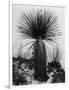 Yucca, White Sands, 1947-Brett Weston-Framed Photographic Print