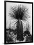 Yucca, White Sands, 1947-Brett Weston-Framed Photographic Print