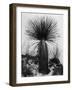 Yucca, White Sands, 1947-Brett Weston-Framed Photographic Print