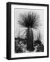 Yucca, White Sands, 1947-Brett Weston-Framed Photographic Print