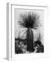 Yucca, White Sands, 1947-Brett Weston-Framed Photographic Print