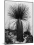 Yucca, White Sands, 1947-Brett Weston-Mounted Photographic Print