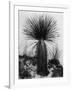 Yucca, White Sands, 1947-Brett Weston-Framed Photographic Print