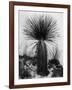 Yucca, White Sands, 1947-Brett Weston-Framed Photographic Print