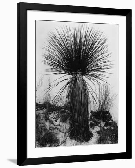 Yucca, White Sands, 1947-Brett Weston-Framed Photographic Print