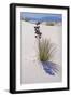 Yucca, White Sands National Monument, New Mexico-George Oze-Framed Photographic Print