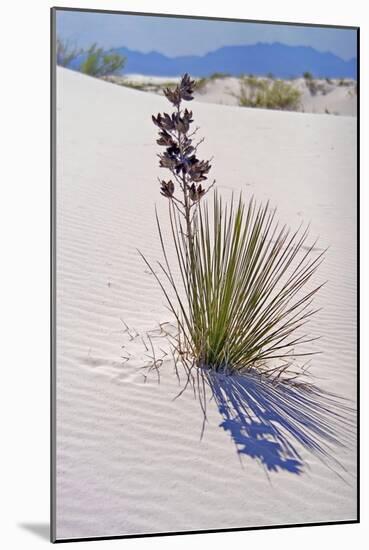 Yucca, White Sands National Monument, New Mexico-George Oze-Mounted Photographic Print