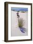 Yucca, White Sands National Monument, New Mexico-George Oze-Framed Photographic Print