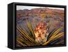 Yucca (Yucca schidigera) plant in desert and Virgin Mountains in background, Gold Butte National...-Panoramic Images-Framed Stretched Canvas