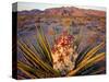 Yucca (Yucca schidigera) plant in desert and Virgin Mountains in background, Gold Butte National...-Panoramic Images-Stretched Canvas