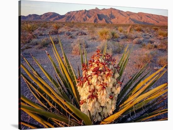Yucca (Yucca schidigera) plant in desert and Virgin Mountains in background, Gold Butte National...-Panoramic Images-Stretched Canvas