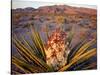 Yucca (Yucca schidigera) plant in desert and Virgin Mountains in background, Gold Butte National...-Panoramic Images-Stretched Canvas