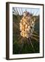 Yucca (Yucca Sp) Blooming in Texas Hill Country, Texas, USA-Larry Ditto-Framed Photographic Print