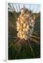 Yucca (Yucca Sp) Blooming in Texas Hill Country, Texas, USA-Larry Ditto-Framed Photographic Print