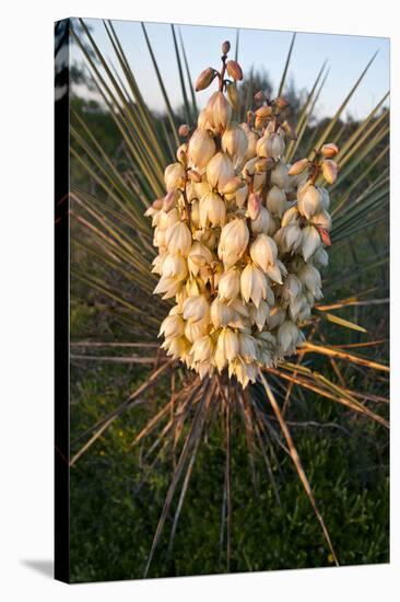 Yucca (Yucca Sp) Blooming in Texas Hill Country, Texas, USA-Larry Ditto-Stretched Canvas