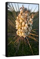 Yucca (Yucca Sp) Blooming in Texas Hill Country, Texas, USA-Larry Ditto-Framed Stretched Canvas