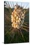 Yucca (Yucca Sp) Blooming in Texas Hill Country, Texas, USA-Larry Ditto-Stretched Canvas