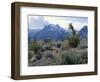 Yuccas Below Snow Covered Cliffs & Clearing Winter Storm, Red Rock Canyon, Nevada, USA-Scott T. Smith-Framed Photographic Print