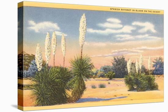 Yuccas, Spanish Bayonet in Desert-null-Stretched Canvas