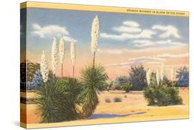 Yuccas, Spanish Bayonet in Desert-null-Stretched Canvas