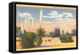 Yuccas, Spanish Bayonet in Desert-null-Framed Stretched Canvas