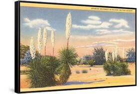 Yuccas, Spanish Bayonet in Desert-null-Framed Stretched Canvas