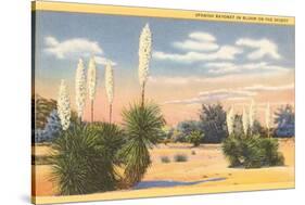 Yuccas, Spanish Bayonet in Desert-null-Stretched Canvas