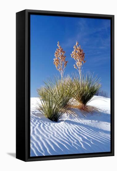 Yuccas & White Sand I-Douglas Taylor-Framed Stretched Canvas