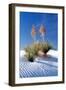 Yuccas & White Sand I-Douglas Taylor-Framed Photographic Print