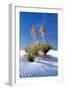 Yuccas & White Sand I-Douglas Taylor-Framed Photographic Print