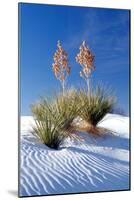 Yuccas & White Sand I-Douglas Taylor-Mounted Photographic Print