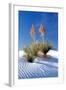 Yuccas & White Sand I-Douglas Taylor-Framed Photographic Print