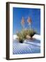 Yuccas & White Sand I-Douglas Taylor-Framed Photographic Print