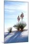 Yuccas & White Sand II-Douglas Taylor-Mounted Photographic Print