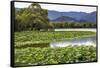 Yue Feng Pagoda Pink Lotus Pads Garden Reflection Summer Palace, Beijing, China-William Perry-Framed Stretched Canvas