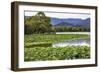 Yue Feng Pagoda Pink Lotus Pads Garden Reflection Summer Palace, Beijing, China-William Perry-Framed Photographic Print