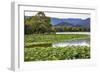 Yue Feng Pagoda Pink Lotus Pads Garden Reflection Summer Palace, Beijing, China-William Perry-Framed Photographic Print