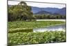 Yue Feng Pagoda Pink Lotus Pads Garden Reflection Summer Palace, Beijing, China-William Perry-Mounted Photographic Print