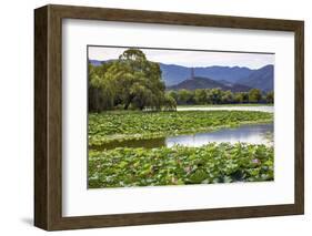 Yue Feng Pagoda Pink Lotus Pads Garden Reflection Summer Palace, Beijing, China-William Perry-Framed Photographic Print