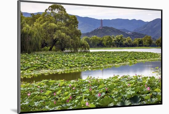 Yue Feng Pagoda Pink Lotus Pads Garden Reflection Summer Palace, Beijing, China-William Perry-Mounted Photographic Print