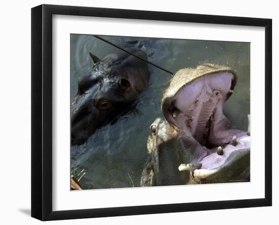 Yugoslavia Montenegros Hippos-null-Framed Photographic Print