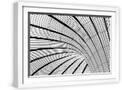 White Frame