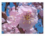 Japanese Cherry Blossom-Yuki Hearn-Framed Art Print