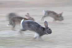 Feral Domestic Rabbit (Oryctolagus Cuniculus) Juvenile Running With Dead Leaf In Mouth-Yukihiro Fukuda-Photographic Print