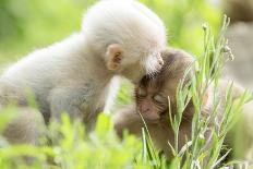 Japanese Macaque (Macaca Fuscata Fuscata) Rare White Furred Baby Playing with Another Baby-Yukihiro Fukuda-Photographic Print