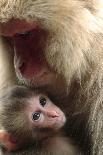 Japanese Macaque (Macaca Fuscata) Nursing One Month Old Baby-Yukihiro Fukuda-Photographic Print